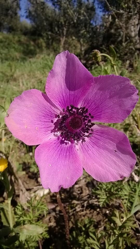 Anemone coronaria